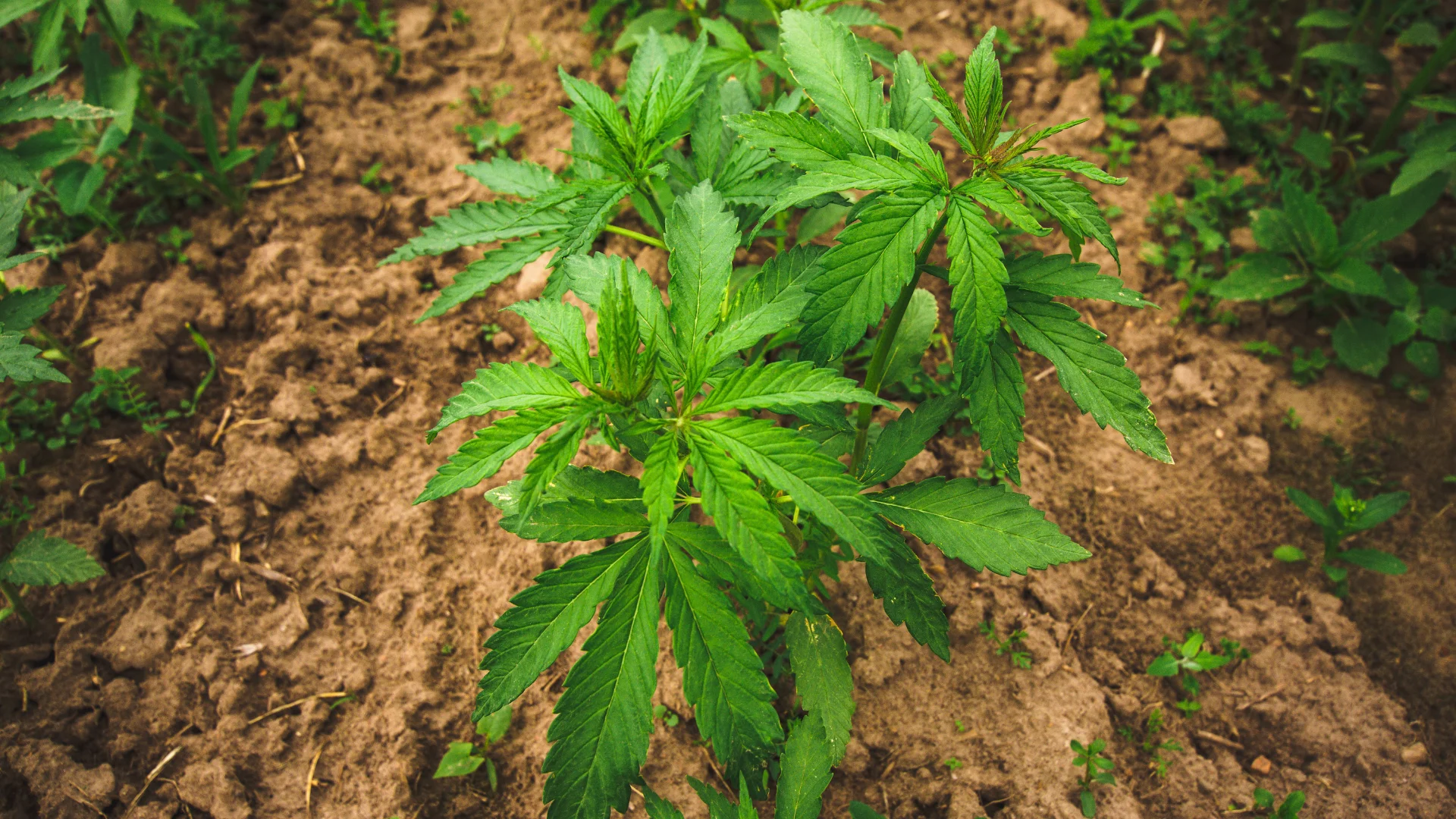 The Surprising Benefits Of Quitting Weed